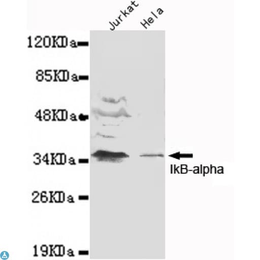 Monoclonal Mouse anti-Human NFKBIA / IKB Alpha / IKBA Antibody (WB)