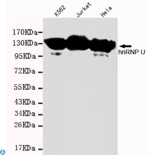 Monoclonal Mouse anti-Human HnRNP U Antibody (WB)