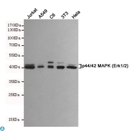 Monoclonal Mouse anti-Human MAPK3 / ERK1 Antibody (WB)