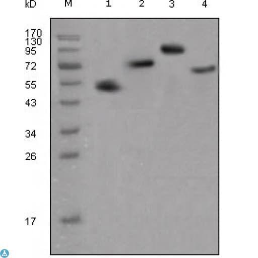 Mouse Anti-Human IgG Fc Secondary Antibody
