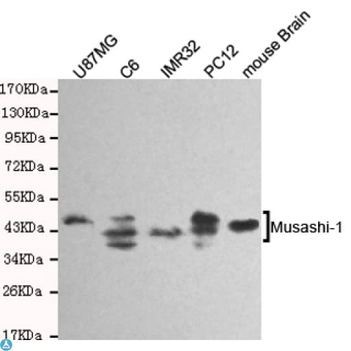Monoclonal Mouse anti-Human MSI1 / Musashi 1 Antibody (WB)