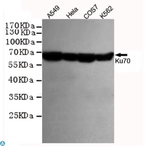 Monoclonal Mouse anti-Human XRCC6 / Ku70 Antibody (WB)