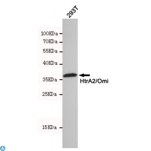 Monoclonal Mouse anti-Human HTRA2 / OMI Antibody (WB)
