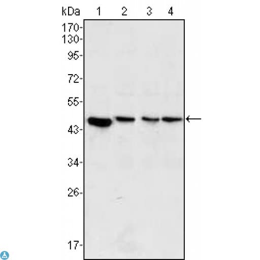 Monoclonal Mouse anti-Human MAP2K2 / MKK2 / MEK2 Antibody (IF, WB)