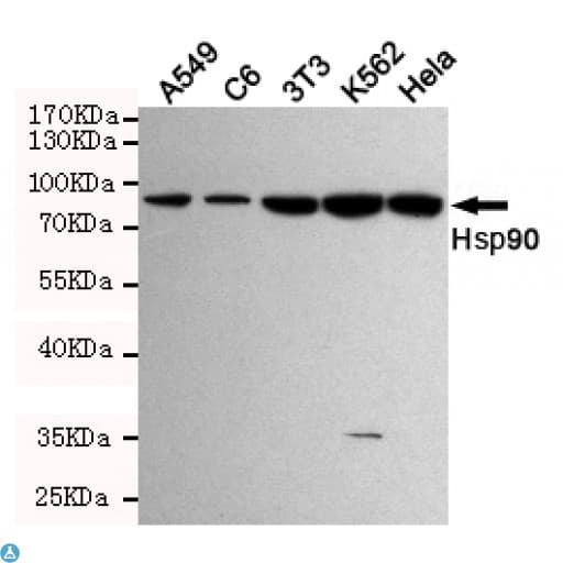 Monoclonal Mouse anti-Human HSP90 / Heat Shock Protein 90 Antibody (WB)