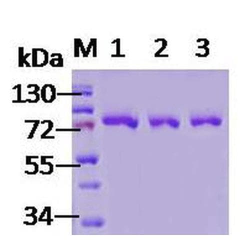 Human HSPA5 / GRP78 / BiP Protein (Recombinant)