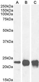 Polyclonal Rabbit anti-Mouse CRH / CRF Antibody (WB)