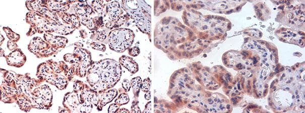 Polyclonal Rabbit anti-Mouse GNRH Antibody (IHC)