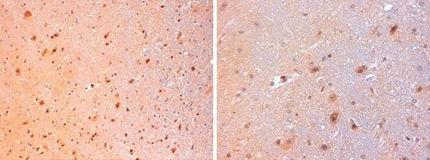 Polyclonal Rabbit anti-Mouse GAL / Galanin Antibody (IHC)