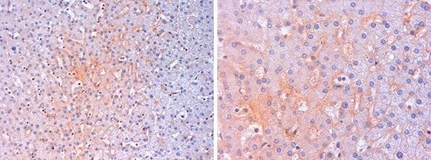Polyclonal Rabbit anti-Human SLC2A2 / GLUT2 Antibody (IHC, WB)