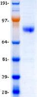 Human ERBB3 / HER3 Protein (Recombinant DDK (Flag)-His, C-terminus)