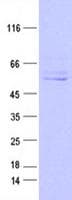 Human KMO Protein (Recombinant Myc-DDK (Flag), C-terminus)