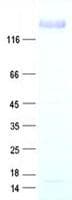Human EGFR Protein (Recombinant Myc-DDK (Flag), C-terminus)