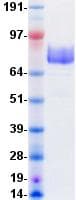 Human ERBB2 / HER2 Protein (Recombinant DDK (Flag)-His, C-terminus)
