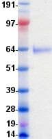 Human EPHB1 / EPH Receptor B1 Protein (Recombinant DDK (Flag)-His, C-terminus)