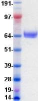 Human EPHB2 / EPH Receptor B2 Protein (Recombinant DDK (Flag)-His, C-terminus)