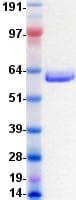 Human EPHB3 / EPH Receptor B3 Protein (Recombinant DDK (Flag)-His, C-terminus)