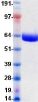Human EPHB4 / EPH Receptor B4 Protein (Recombinant DDK (Flag)-His, C-terminus)