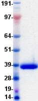 Human CD2 Protein (Recombinant DDK (Flag)-His, C-terminus)
