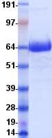 Human CD1D Protein (Recombinant Fc, C-terminus)