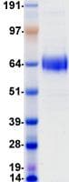 Human CD1A Protein (Recombinant Fc, C-terminus)