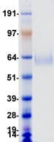 Human IBSP / Bone Sialoprotein (Recombinant DDK (Flag)-6His, C-terminus)