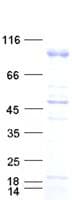 Human ERBB2 / HER2 Protein (Recombinant DDK,C-terminus)