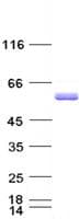 Human SRC Protein (Recombinant His,C-terminus)