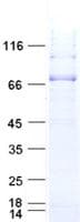 Human ATF2 Protein (Recombinant His,C-terminus)