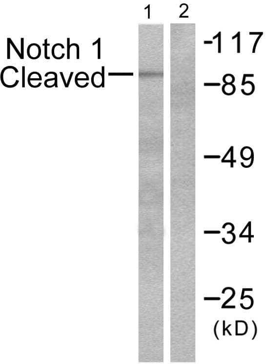 NOTCH1 Antibody (Cleaved-Val1744)
