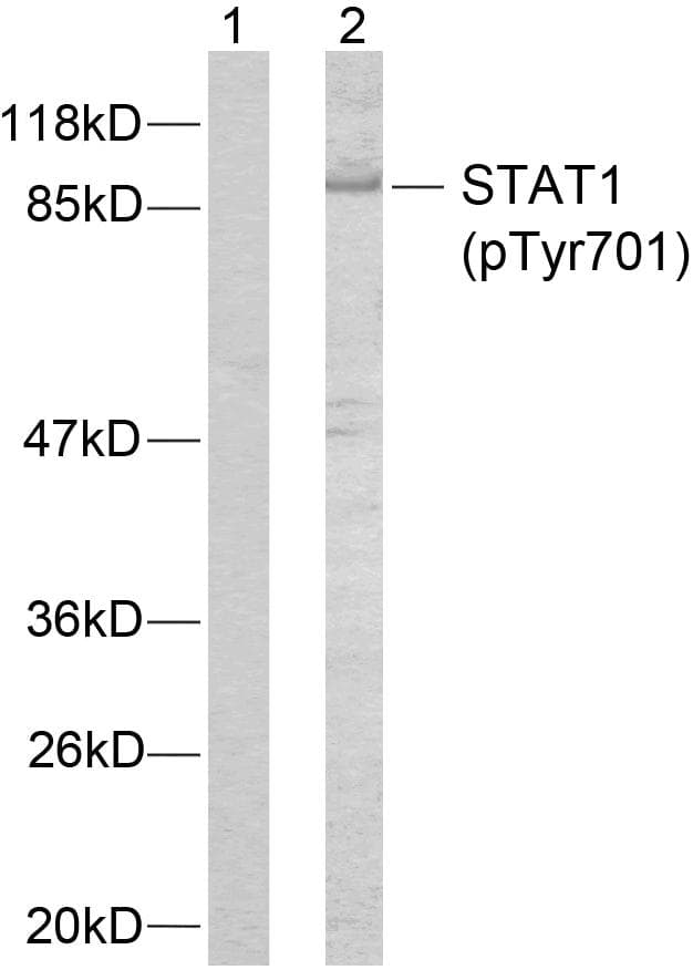 Polyclonal Rabbit anti-Human STAT1 Antibody (phospho-Tyr701, IHC, WB)