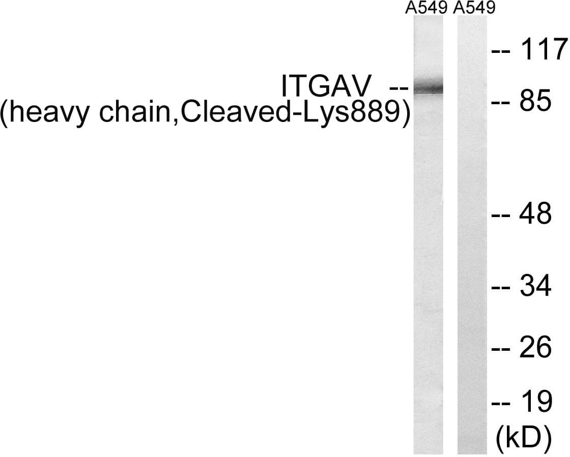 ITGAV/Integrin Alpha V/CD51 Antibody (heavy chain, Cleaved-Lys889)