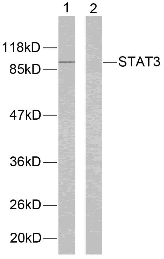 STAT3 Antibody (p705)
