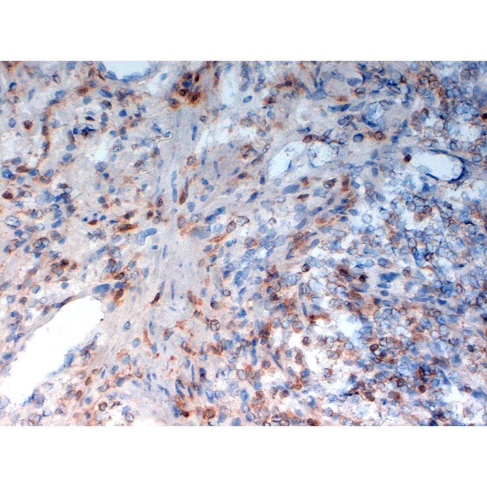 Monoclonal Mouse anti-Human CD33 Antibody (clone WM53, IHC)