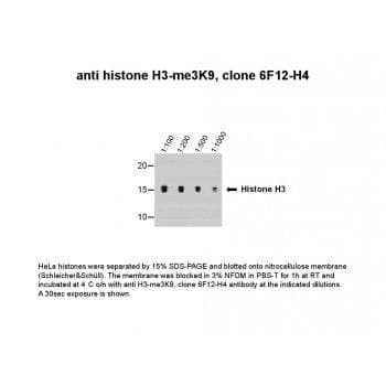 Histone H3 Antibody (clone 6F12-H4)