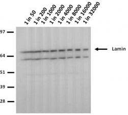 Monoclonal Mouse anti-Human LMNA / Lamin A+C Antibody (clone 5H8-B4, IF, WB)