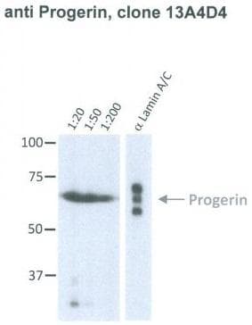 Monoclonal Mouse anti-Human LMNA / Lamin A+C Antibody (clone 13A4D4, IF, WB)
