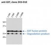 Glutathione S-Transferase Antibody (clone 2H3-D10)