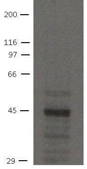 Monoclonal Mouse anti-Human SLC9A3R2 / SIP1 Antibody (clone 32B6, WB)