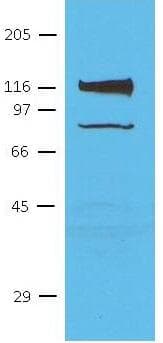Monoclonal Mouse anti-Human CDH11 / Cadherin 11 Antibody (clone 16A6, WB)