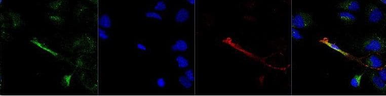 Polyclonal Chicken anti-Mouse ADGRE1 / EMR1 Antibody (clone IQF4/80 Polyclonal, FITC, IF)