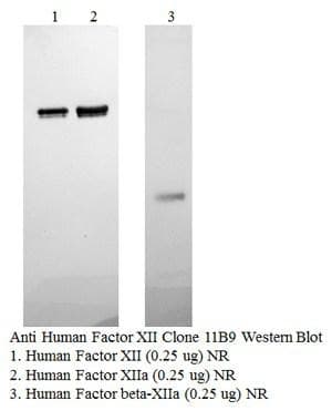 F12 / Factor XII Antibody (clone 11B9-4F8)