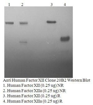 Monoclonal Mouse anti-Human F12 / Factor XII Antibody (clone 20B2-5B5, Biotin, WB)