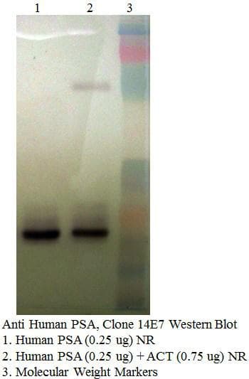 Monoclonal Mouse anti-Human KLK3 / PSA Antibody (clone 14E7-E5, WB)