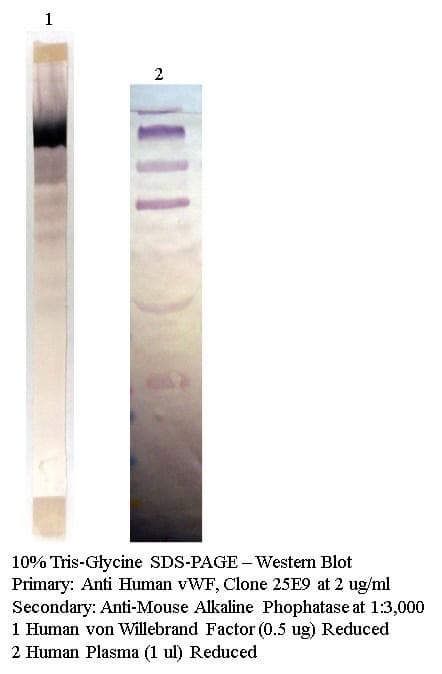 Monoclonal Mouse anti-Human VWF / Von Willebrand Factor Antibody (clone 25E9-A3G2C7, WB)