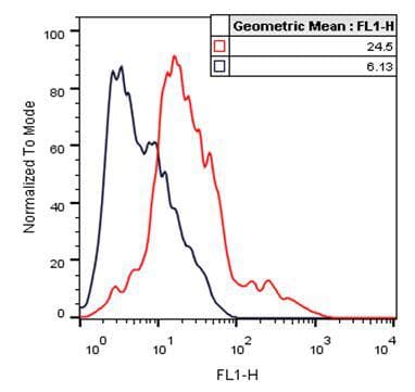 Monoclonal Rabbit D-Tag Antibody (clone 114F12C8, FITC, IF)