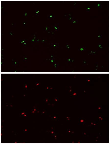 Hemagglutinin / HA Tag Antibody (clone 109B2)
