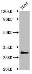 Polyclonal Rabbit anti-Bovine Coronavirus BCoV Spike Antibody (326-540 aa, WB)