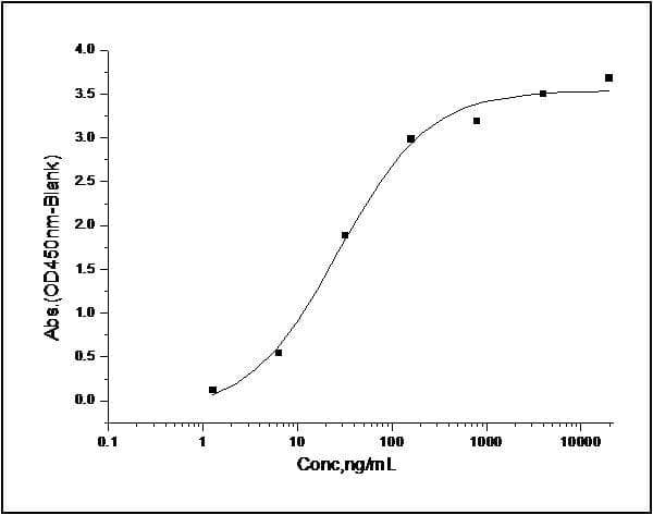 Human ERBB2 / HER2 Protein (Recombinant His,C-terminus)