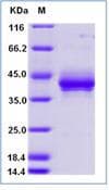 Human TNFRSF17 / BCMA Protein (Recombinant Human IgG Fc, C-terminus)